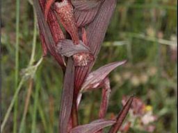 Serapia-vomeracea-Moussoule